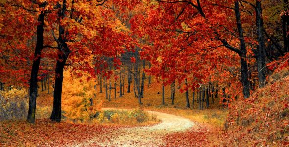 cropped-path-with-autumn-leaves.jpg
